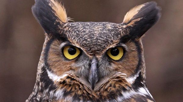 آموزش مقدماتی ایلوستریتور